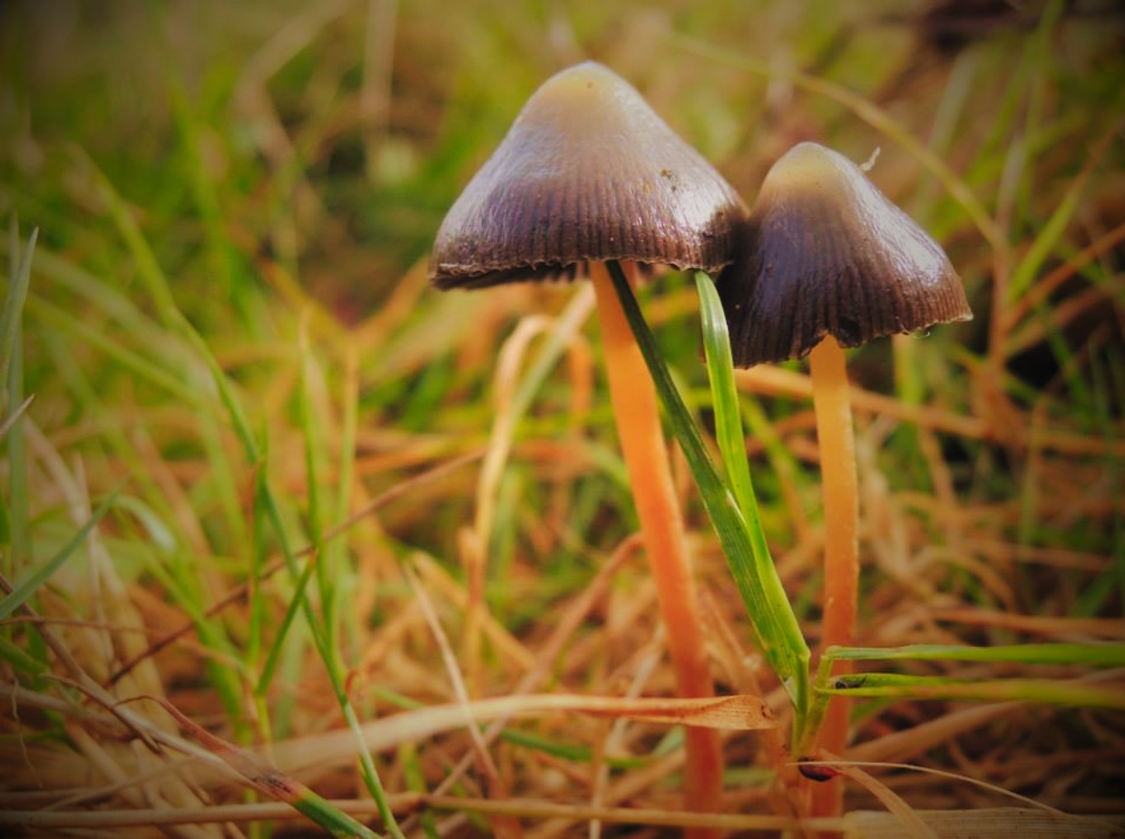 Psilocybe%20semilanceata